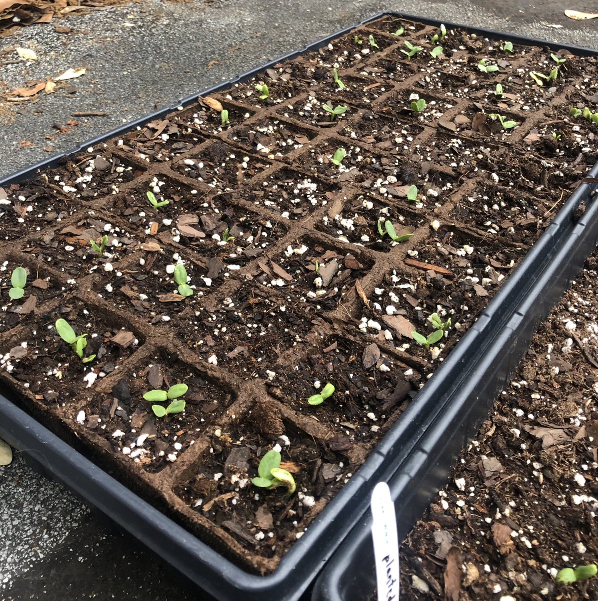 And suddenly, I have 63 sunflower seedlings. Send help.