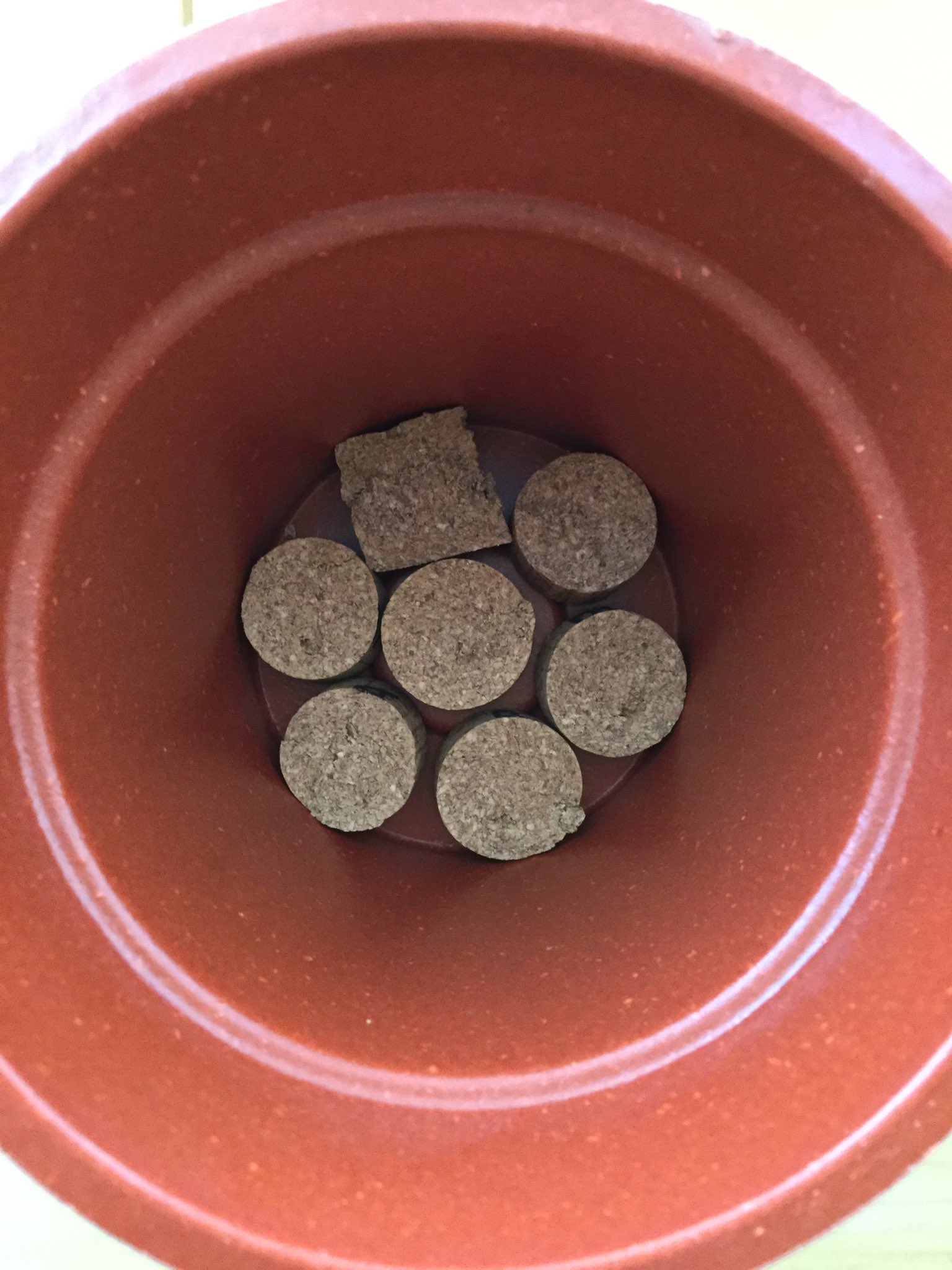 鉢底石 Twitter Search Twitter