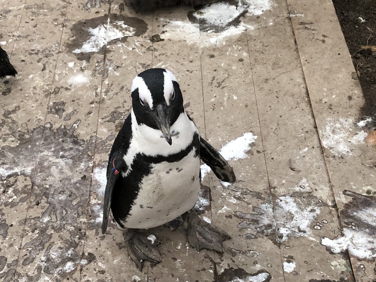 おきくらげ Pa Twitter ケープペンギンの餌の時間 フンボルトと違い 餌をもらおうと必死にアピールしていました 3 伊勢シーパラダイス 伊勢シーパラダイス フンボルトペンギン 飼育員