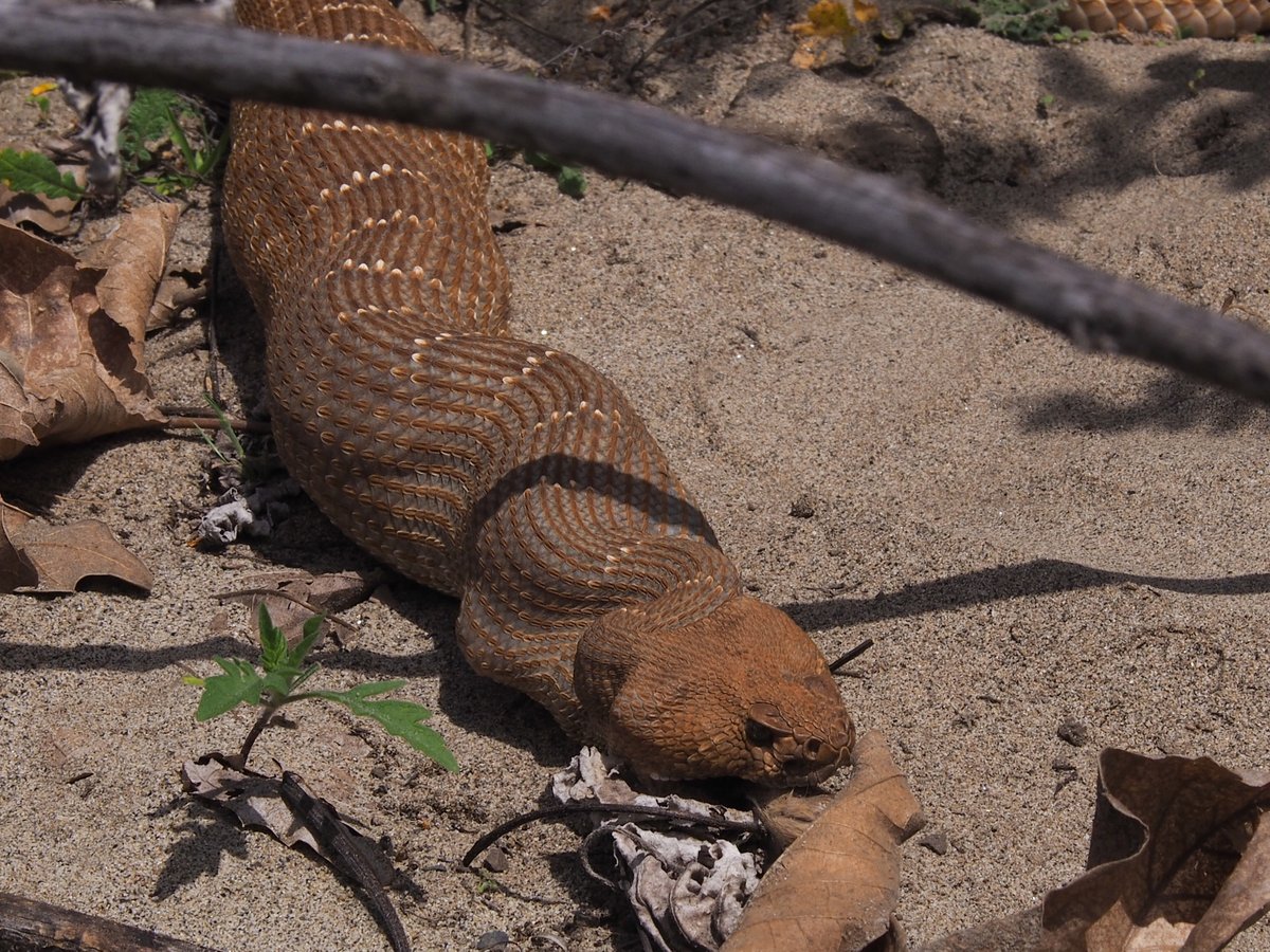 Today we were lucky enough to encounter a Red Diamond Rattlesnake (Crotalus ruber) consuming his lunch (possible gopher) - he rattled his tail off at us, but first time I've seen a rattler who couldn't back up his threat! Caspers Wilderness Park, Orange County, California.