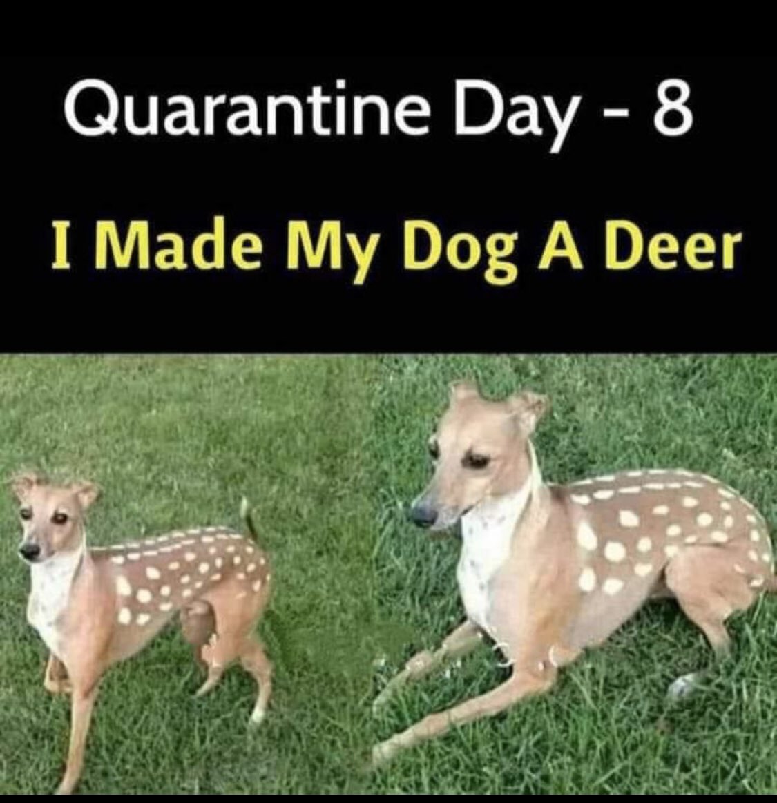 thatlashguy's tweet photo. @jennajulien you guys have to make Peach a deer! 😂😂😂 https://t.co/Ij4aAyFlsH