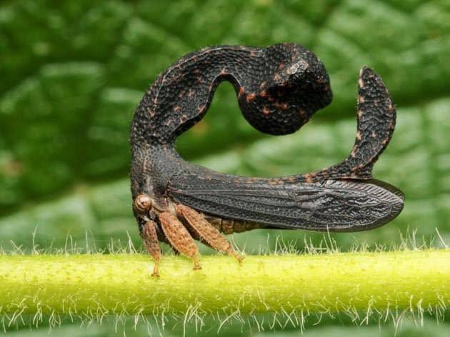 ジーベンロック フジエ ツノゼミ 南米に生息する奇妙なツノを持った虫 セミではなくカメムシ属らしい 写真はミカヅキツノゼミとヨツコブツノゼミ