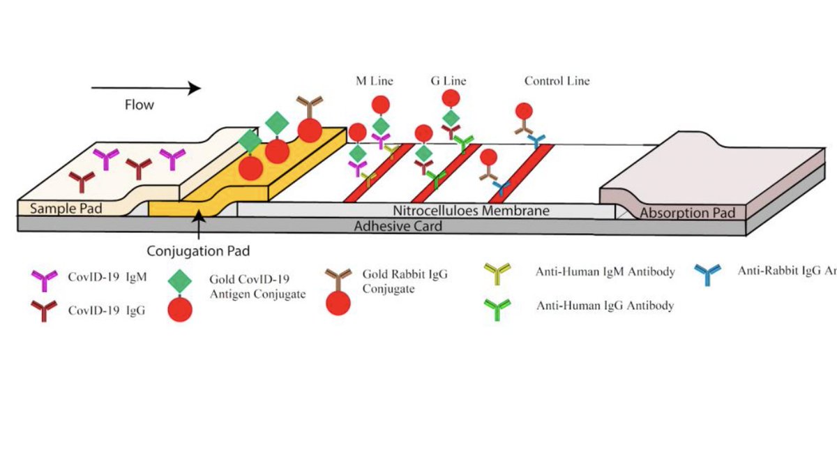 The chance of a wrong result for a  #COVID19 antibody-immunity test is ~90%. If it's negative, sometimes doctors will repeat the test. People who have had  #coronavirus will have IgG antibodies in their blood and will very likely be immune to SARS-CoV-2 for at least a year.  6/8