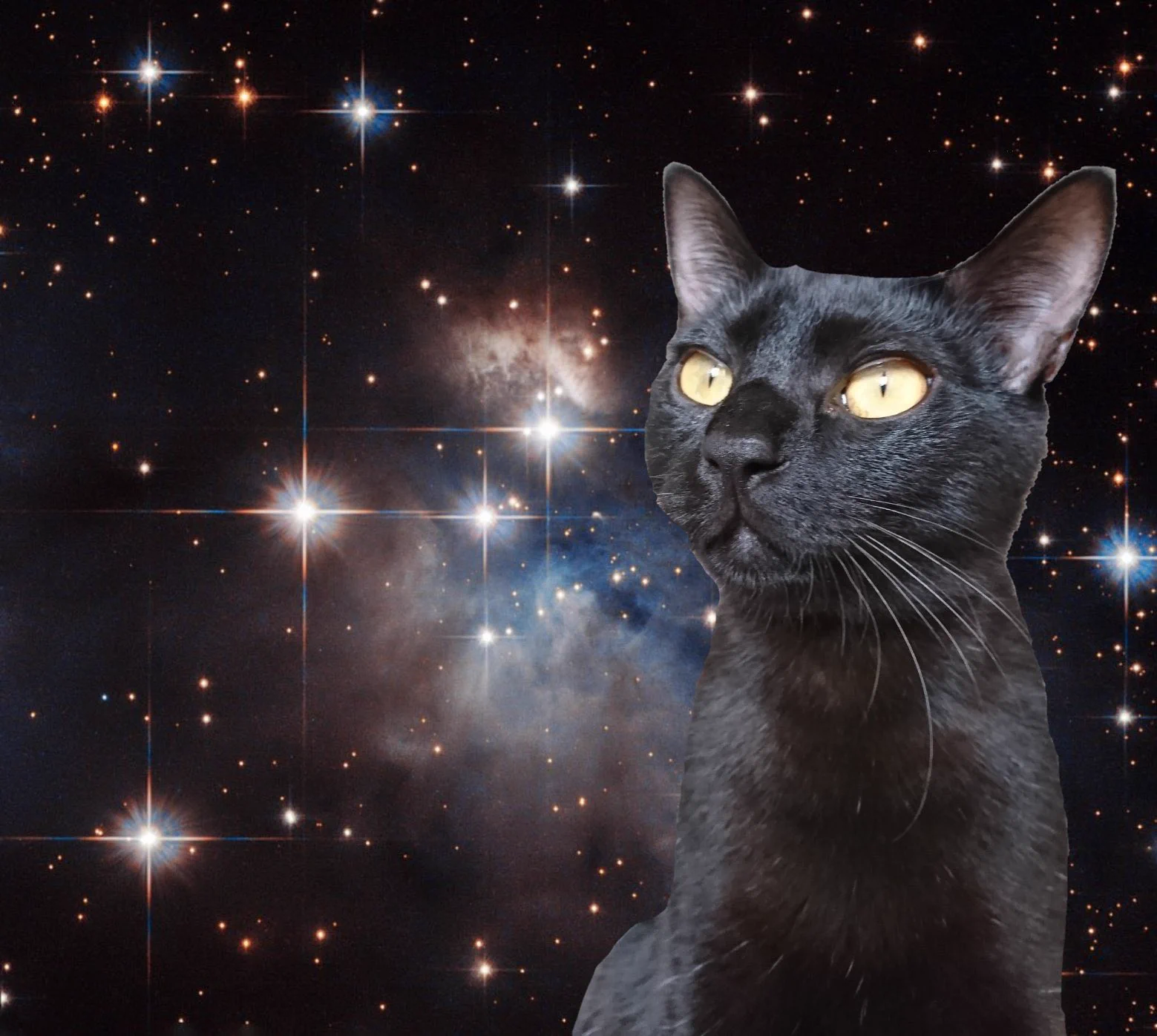 @yukifuri0biyori うちの黒猫も、たびたび宇宙と交信してそうな顔します…！
🐱「キコエマスカ…キコエマスカ…コチラ、クロネコ…」 