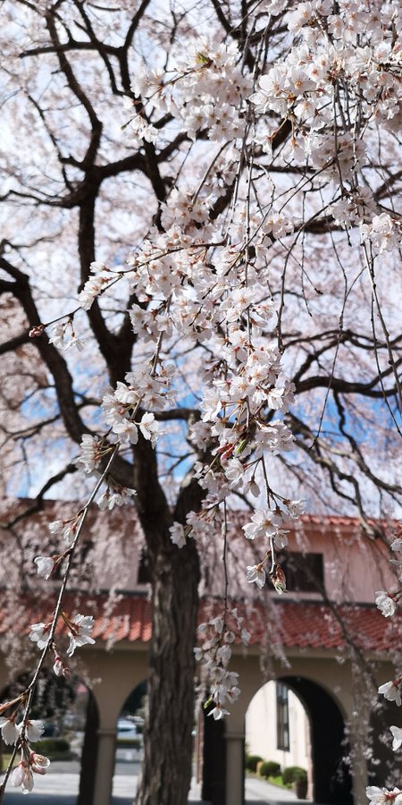 まんまroom 島根 花見の穴場を本気探し 桜満開時期予想21