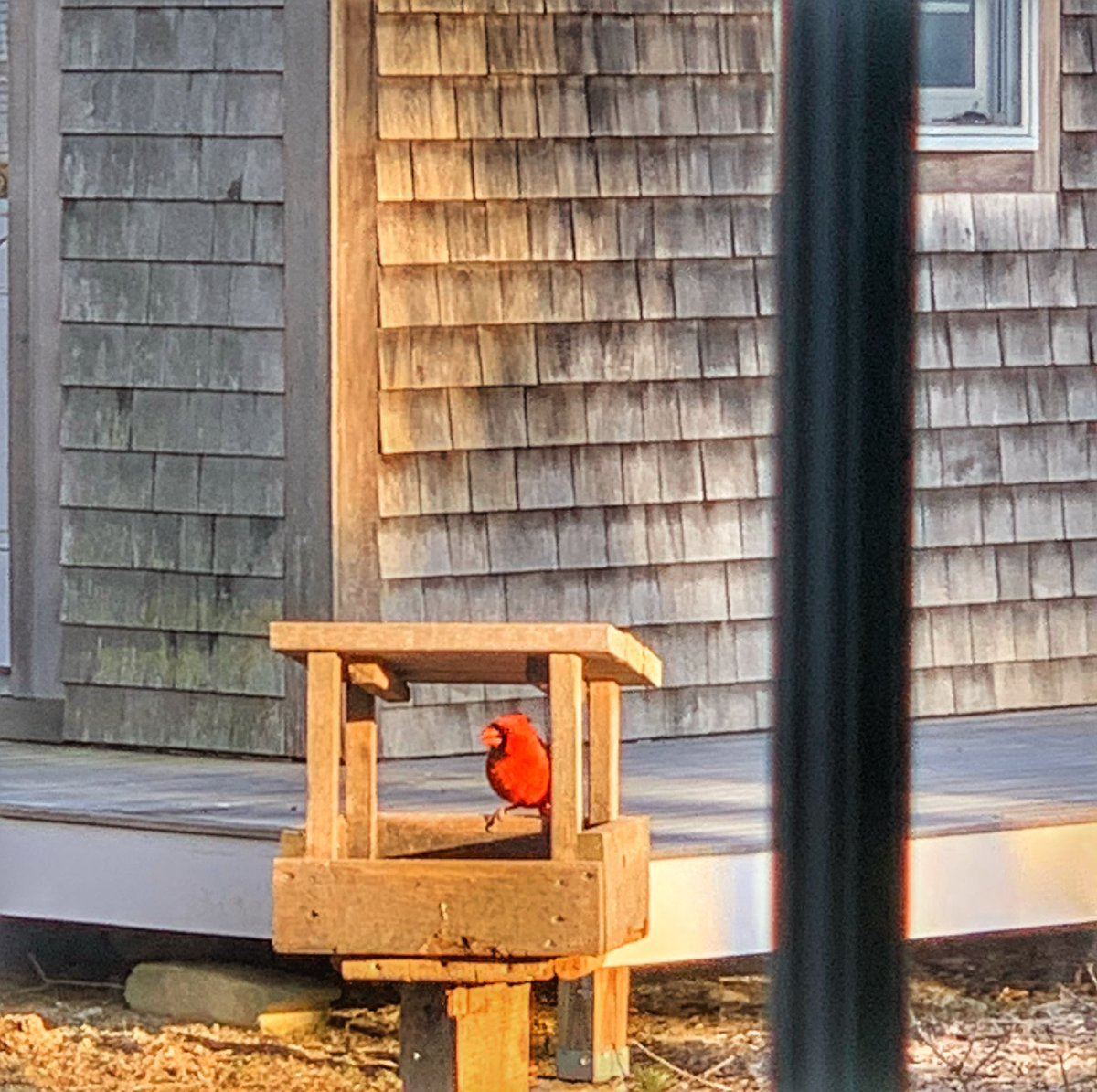 Marnely_Murray's tweet photo. These cuties visited today ๐๐ #birdwatching #birdsofnewengland #backyardbirds https://t.co/VYMLe4D2yI