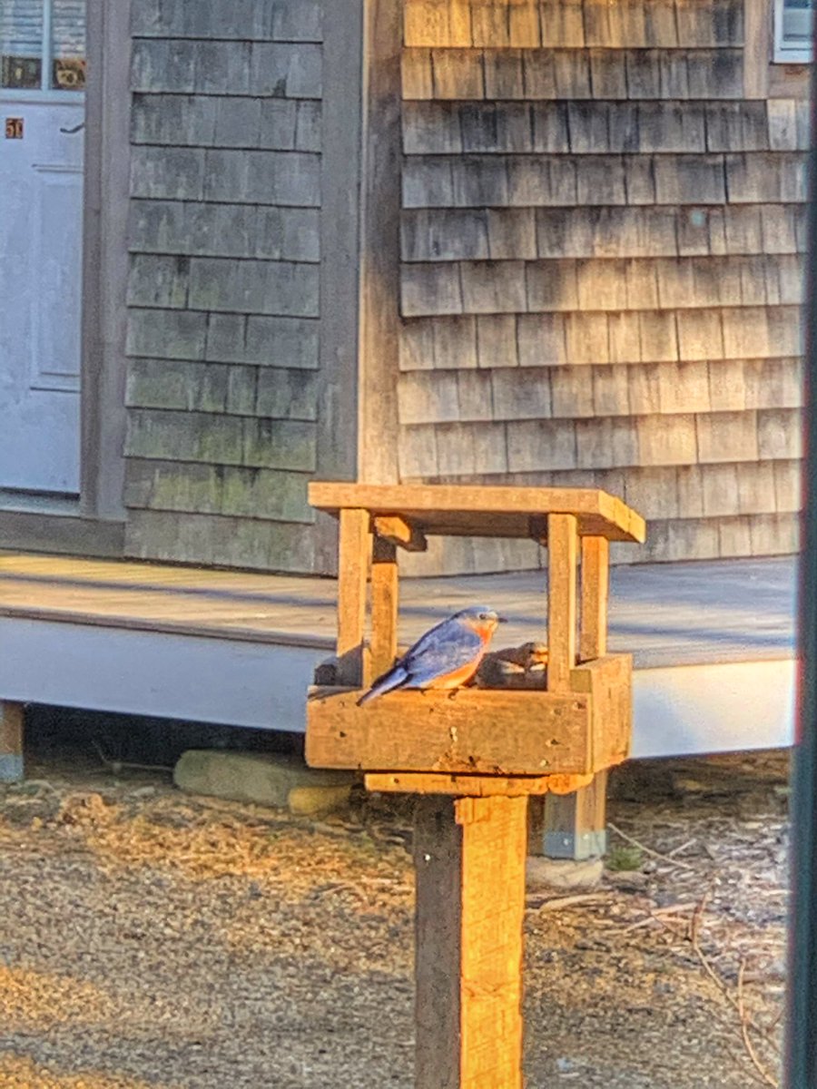 Marnely_Murray's tweet photo. These cuties visited today ๐๐ #birdwatching #birdsofnewengland #backyardbirds https://t.co/VYMLe4D2yI