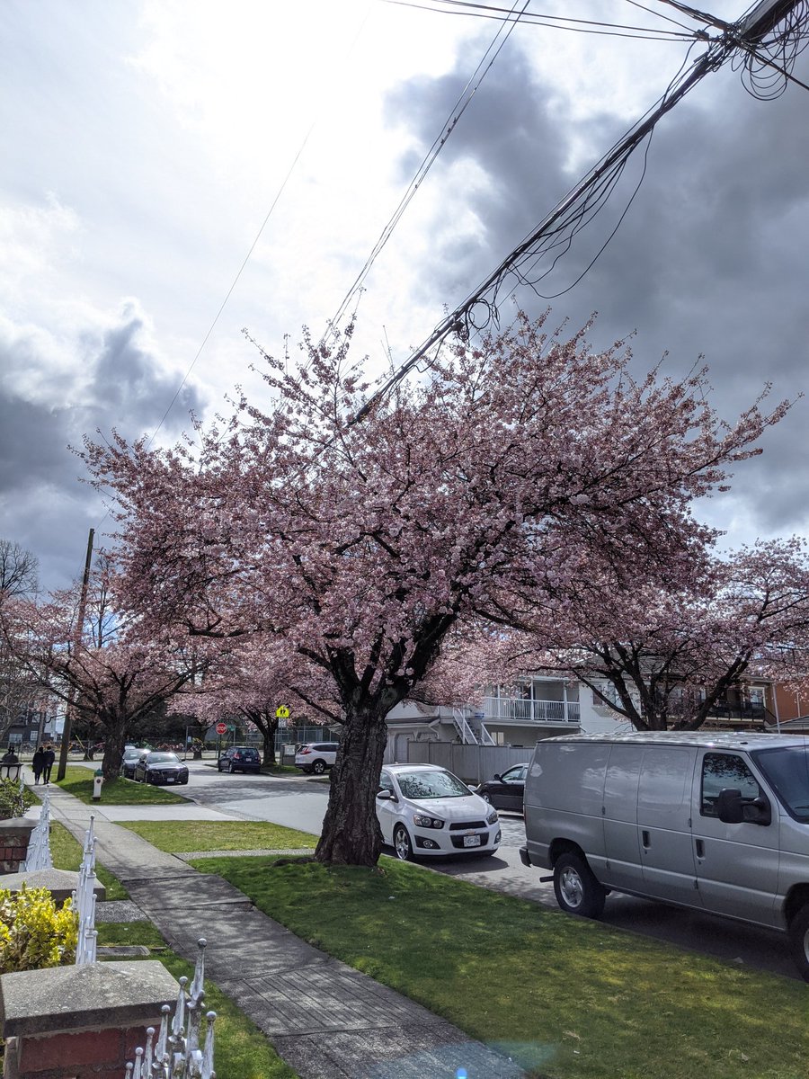 Lots of photographers on our street today, in spite of the stay at home warnings. At least they all kept their distance from each other.  #CherryBlossoms  #CherryBlossomDaily