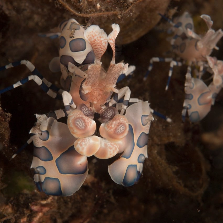 eatmybubbles20's tweet photo. A pair of Harlequin Shrimp.
Are they doing social distancing?
#diver #diving #critters #scubadiving #lembehstrait #lembehisland #pesonaindonesia #indonesia #divetour #divetravel #divetrip #dontcancel #dontcancelpostpone #postponetrip #workfromhome #wfh https://t.co/2Ujd2hBLK8