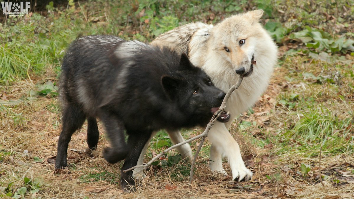 Happiness is having a best friend (and a stick) 
#Alawa #Zephyr #standforwolves