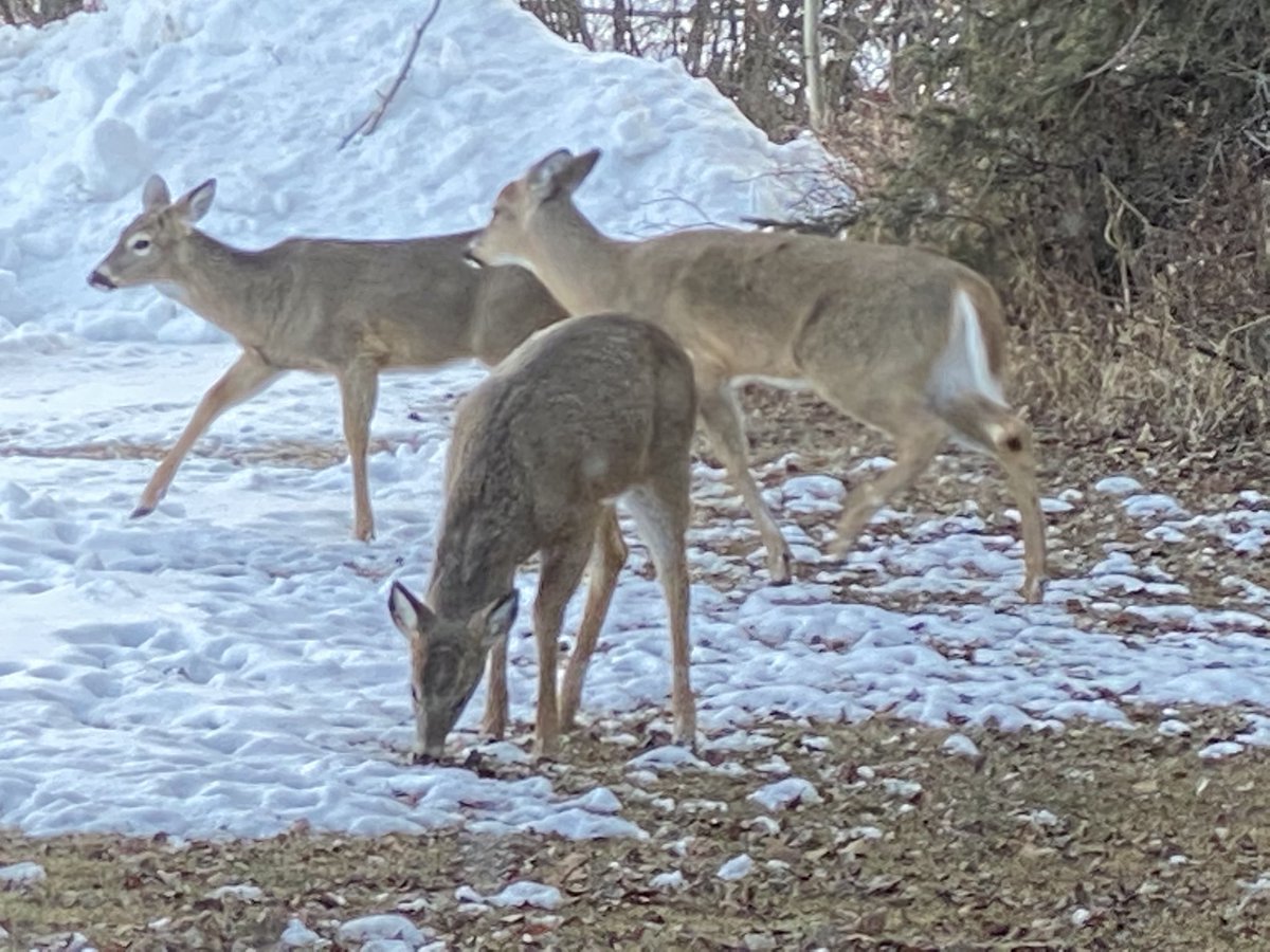 Pearsonsfarm's tweet photo. Happening Now
These guys showed up early for our drive through market and did not place their order on line !!!
So if you are coming to the farm tomorrow 12-4pm place your order now ๐ฆ๐ฆ๐ฆ
https://t.co/5OwwNgOVH9
#localfood #abmade https://t.co/6oEjCsAOd1