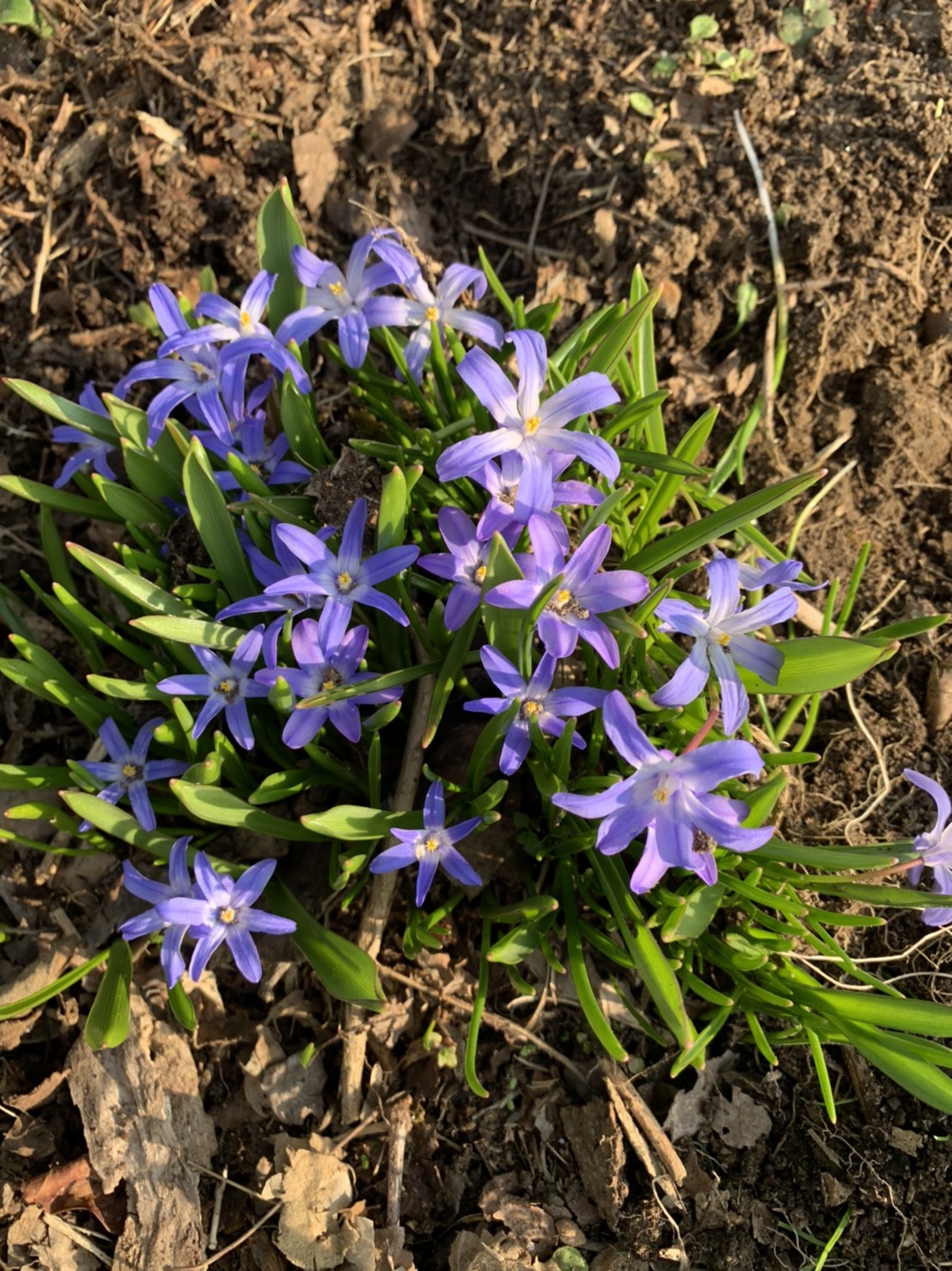 うがいし手洗いするおいでよ岩手 On Twitter 心象のはひいろはがねから あけびのつるはくもにからまり のばらのやぶや腐植の湿地 いちめんのいちめんの諂曲てんごく模様 正午の管楽くわんがくよりもしげく 琥珀のかけらがそそぐとき いかりのにがさまた青さ 四月の