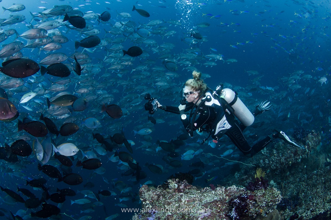 All4divingbali's tweet photo. SunDay FunDay! Is diving your favourite sport to do on the weekend?

#underwaterpics #underwaterlife #divinglife #oceanlife #scubaphoto #indonesia #divingtrip #coralreef #underwaterpics #naturephotography #scubadivinglife https://t.co/0ohO0oEqQr
