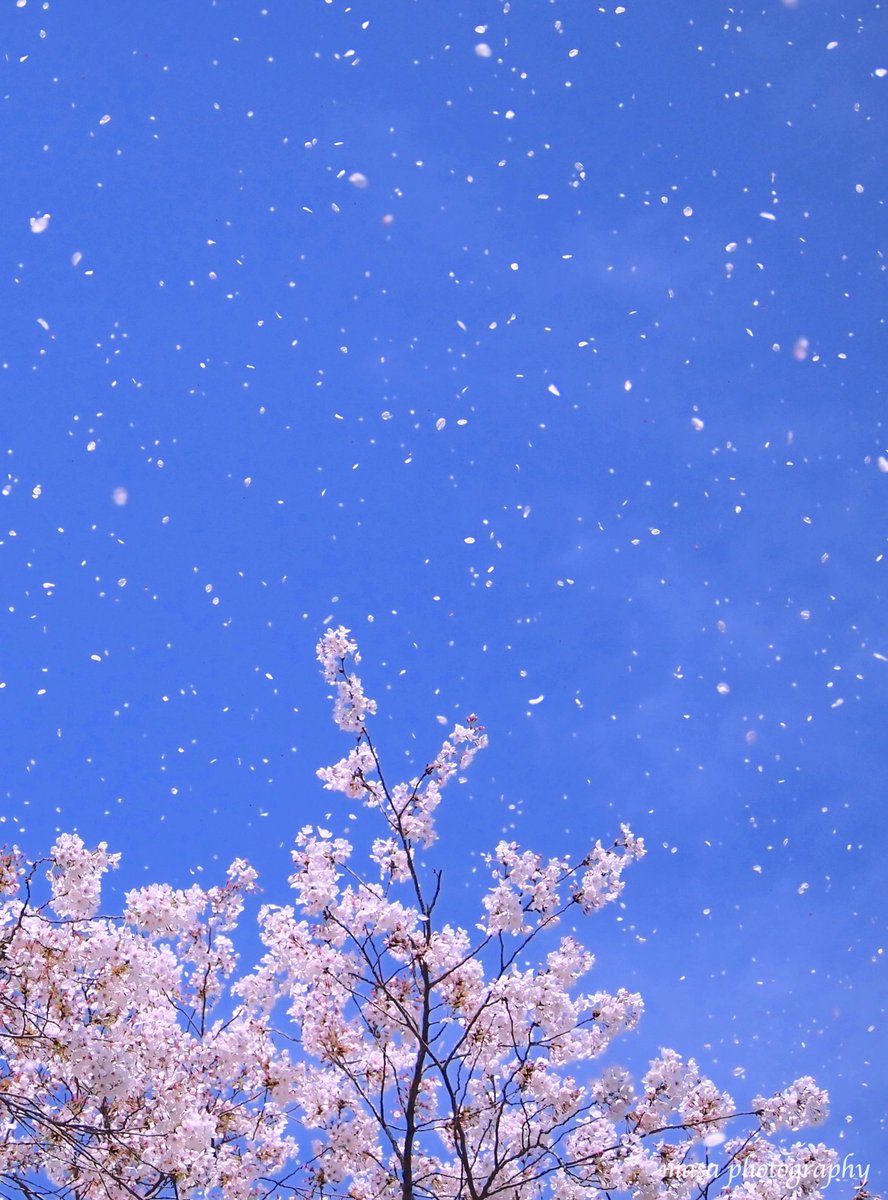 Masa 青空と桜吹雪 縦写真 写真 ふぉと 東京 桜 カコソラ ファインダー越しの私の世界 T Co 8rcfqqcmvp Twitter Masa 青空と桜吹雪 縦写真 写真 ふぉと 東京 桜 カコソラ ファインダー越しの私の世界 T Co 8rcfqqcmvp Twitter
