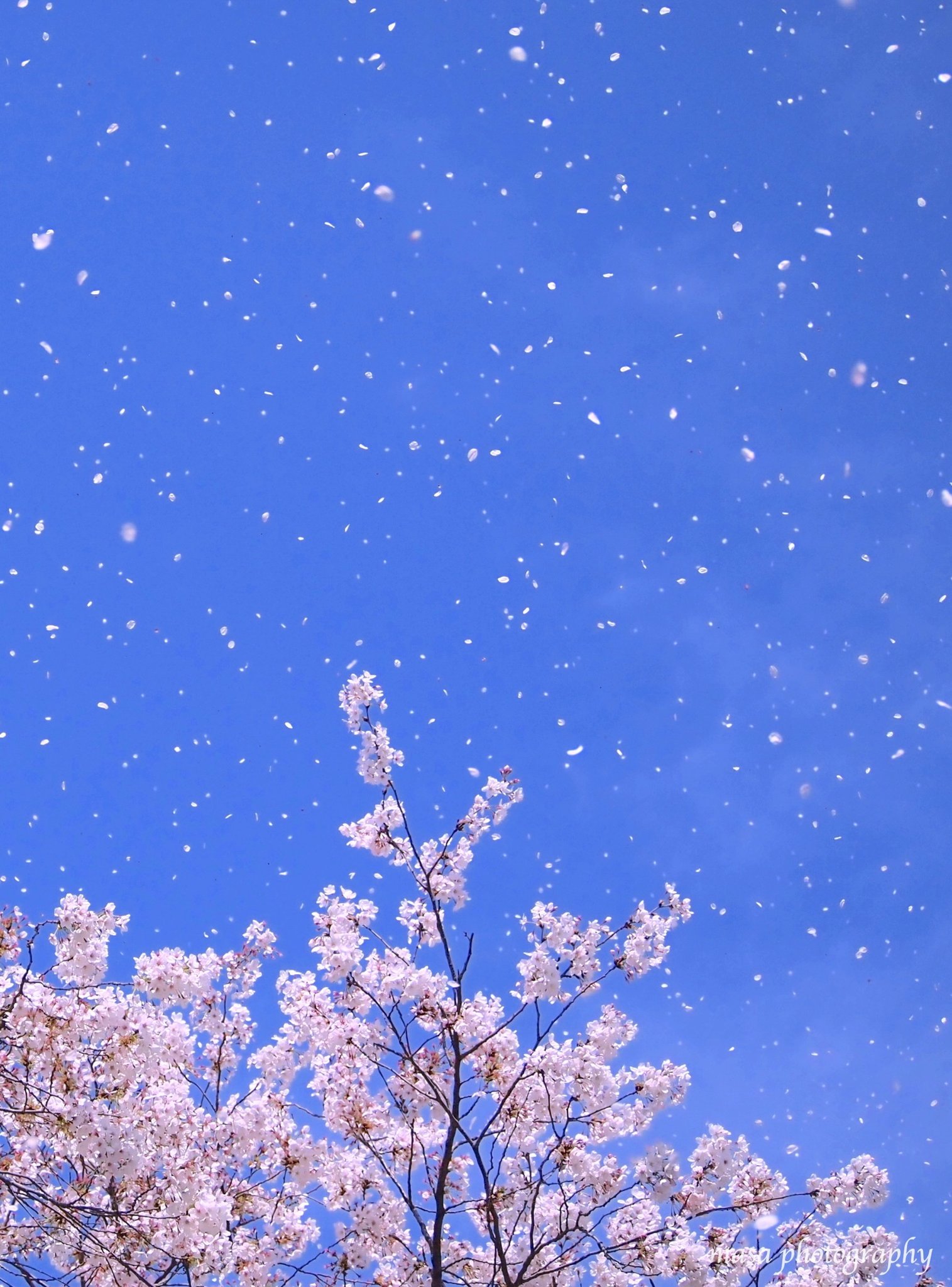 Masa 青空と桜吹雪 縦写真 写真 ふぉと 東京 桜 カコソラ ファインダー越しの私の世界 T Co 8rcfqqcmvp Twitter