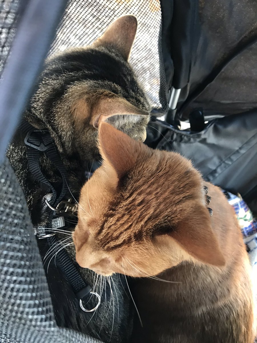 PurrfectPair's tweet photo. Momma got us a stroller. I think she needs this more than us 🙄

#SaferAtHome #QuarantineAndChill #CatsOfTwitter #CatsOfTheQuarantine https://t.co/hzQgauYgsC