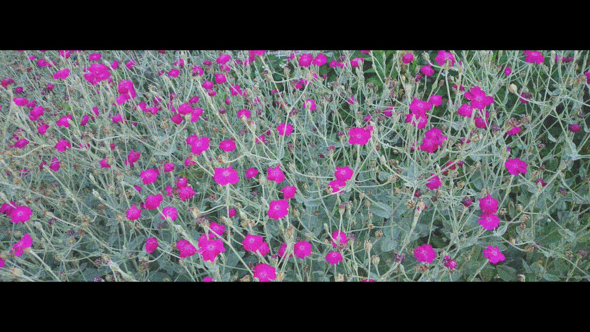 Nishidaflower's tweet photo. 昼と夜と花 https://t.co/zErpLHSryH