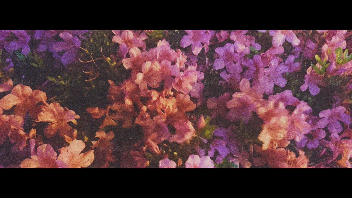 Nishidaflower's tweet photo. 昼と夜と花 https://t.co/zErpLHSryH