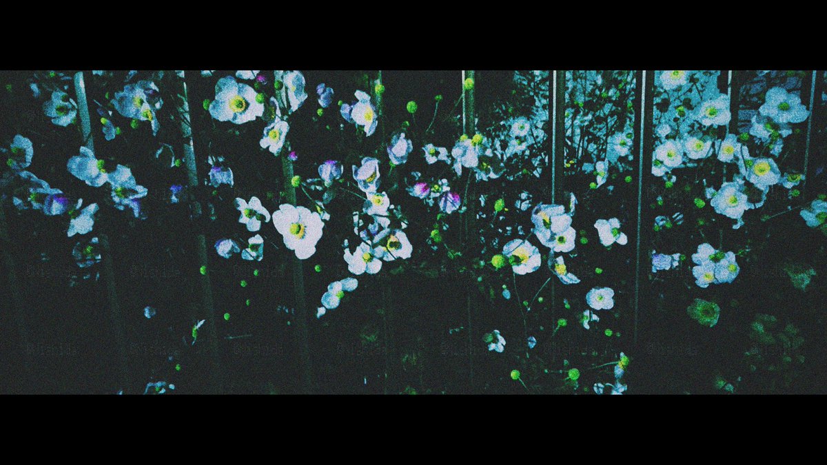 Nishidaflower's tweet photo. 昼と夜と花 https://t.co/zErpLHSryH