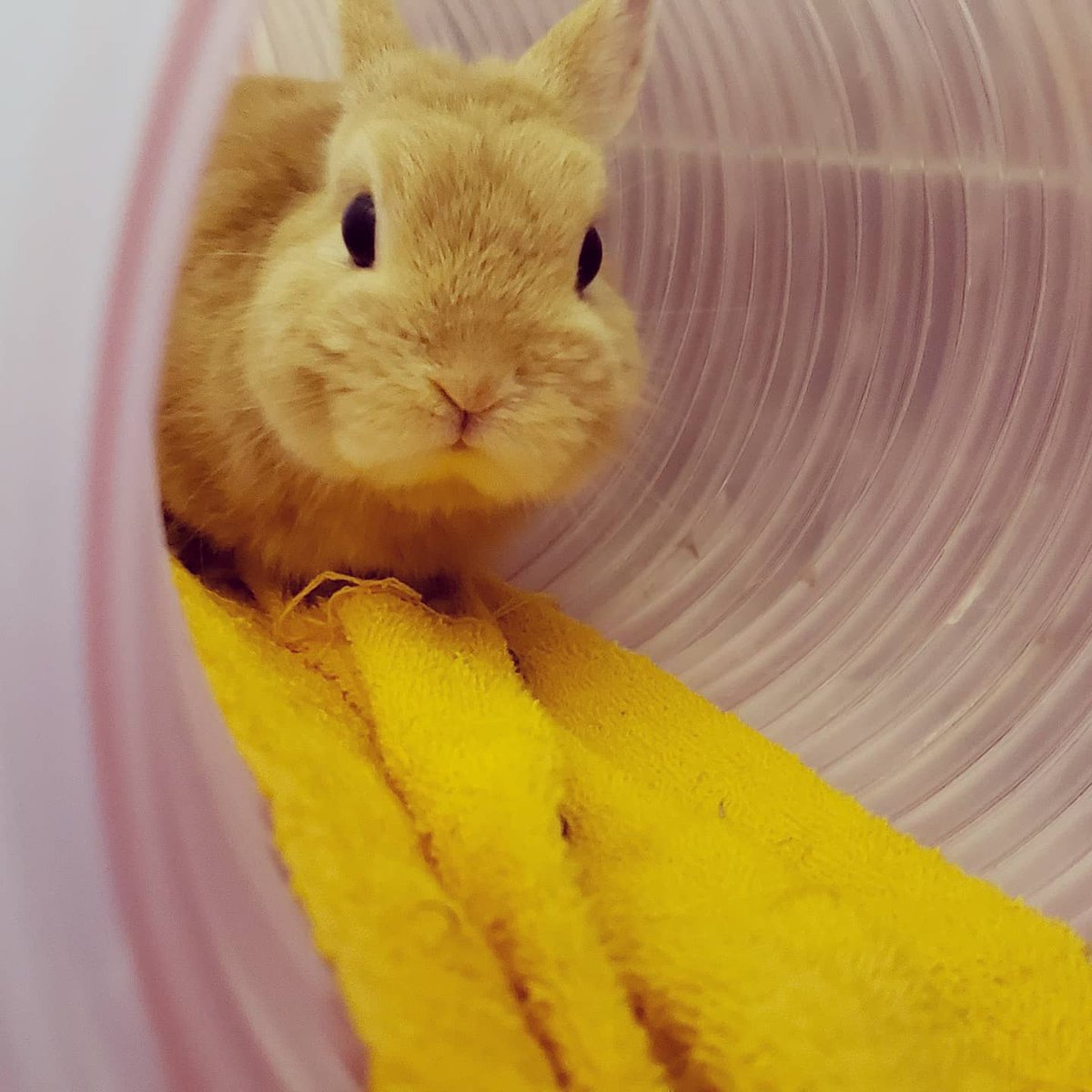 うさぎの絵本 うさぎ描くの難しい じっくり見ると 顔のかたち 面白い