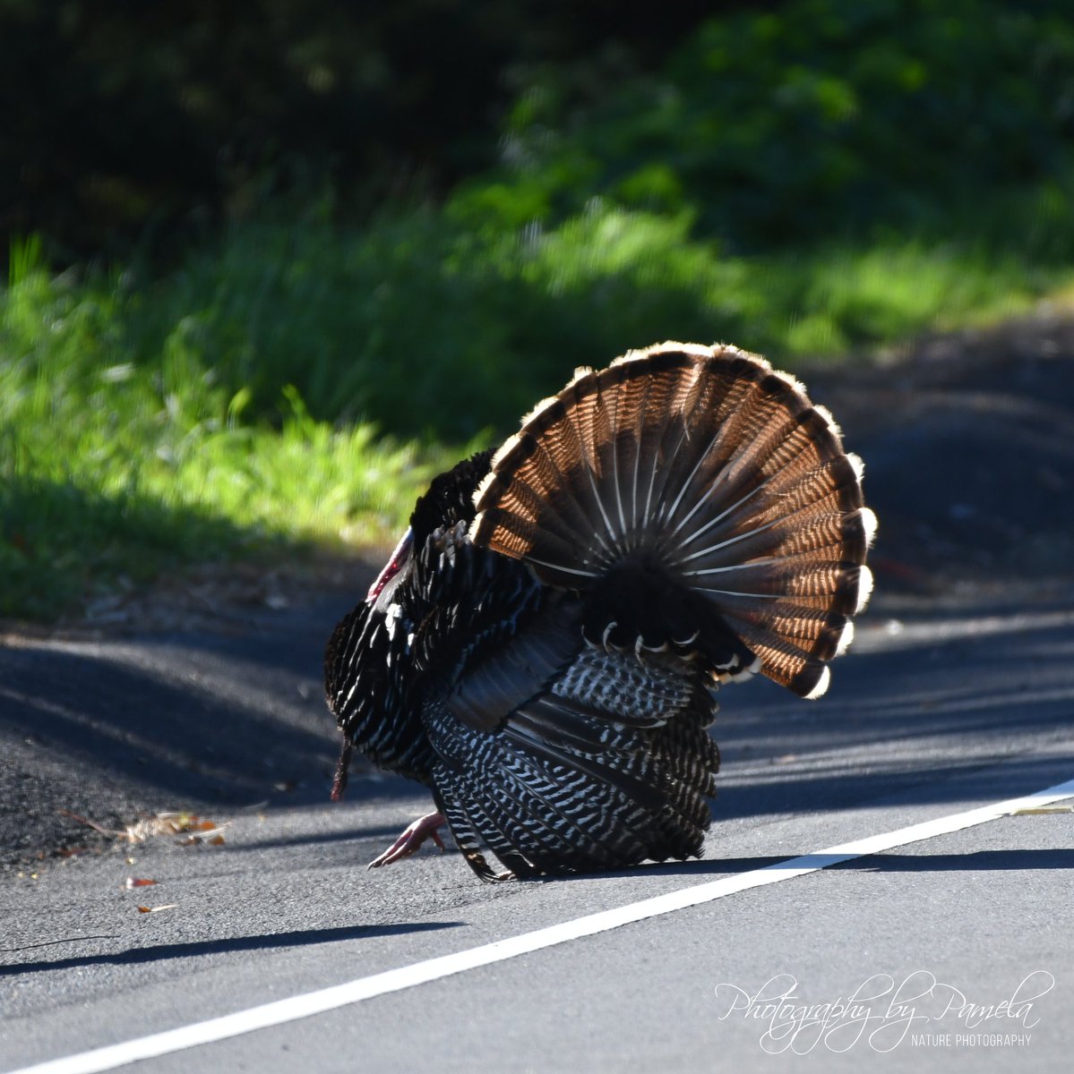 Impressive 
#photographybypamela808 #birdphotography #wildturkeys ##impressive #wildlife #wildlifephotography #crossingtheroad #nature #naturephotography #backyardbirds #getoutdoors #outdoorfun #mysurroundings #myislandhome #luckywelivehawaii