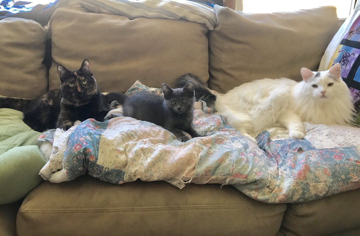 We didn’t know  #foreverfriday was a thing, but these three  @PAWSChicago cats want to thank our shelter for finding us a forever home. Share your forever pets in the thread below and tag the shelter that made this possible where applicable.