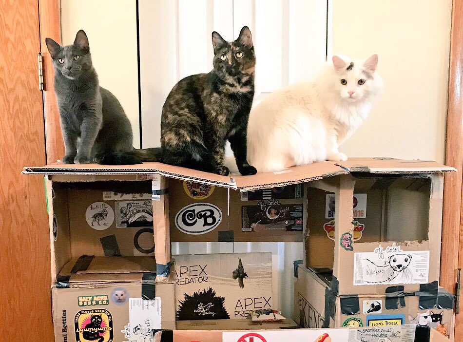 We didn’t know  #foreverfriday was a thing, but these three  @PAWSChicago cats want to thank our shelter for finding us a forever home. Share your forever pets in the thread below and tag the shelter that made this possible where applicable.