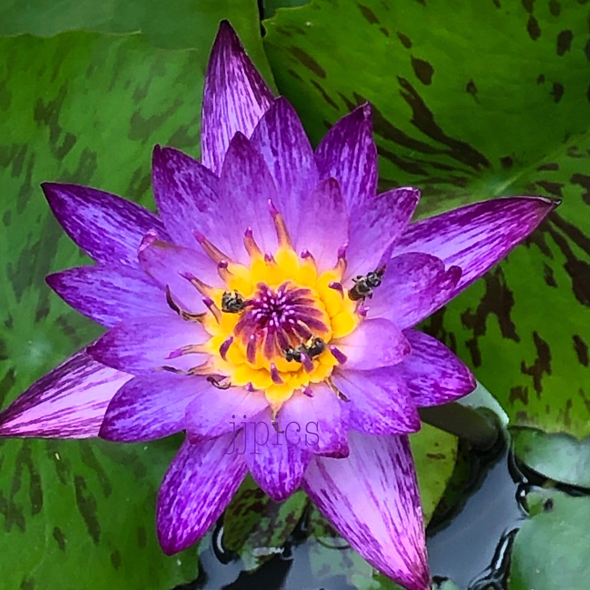🇹🇭💜geejee💜🇹🇭 tweet media