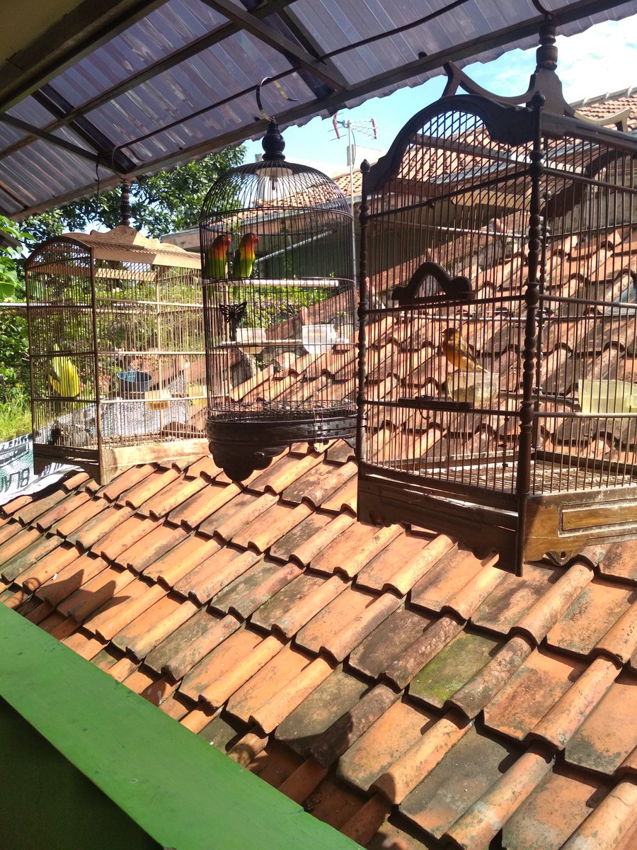 Nahanya manuk mah dipoyankeun teh teu ngesang ngesang acan ?  Beda jeng jelema 😌 #mikirkeras