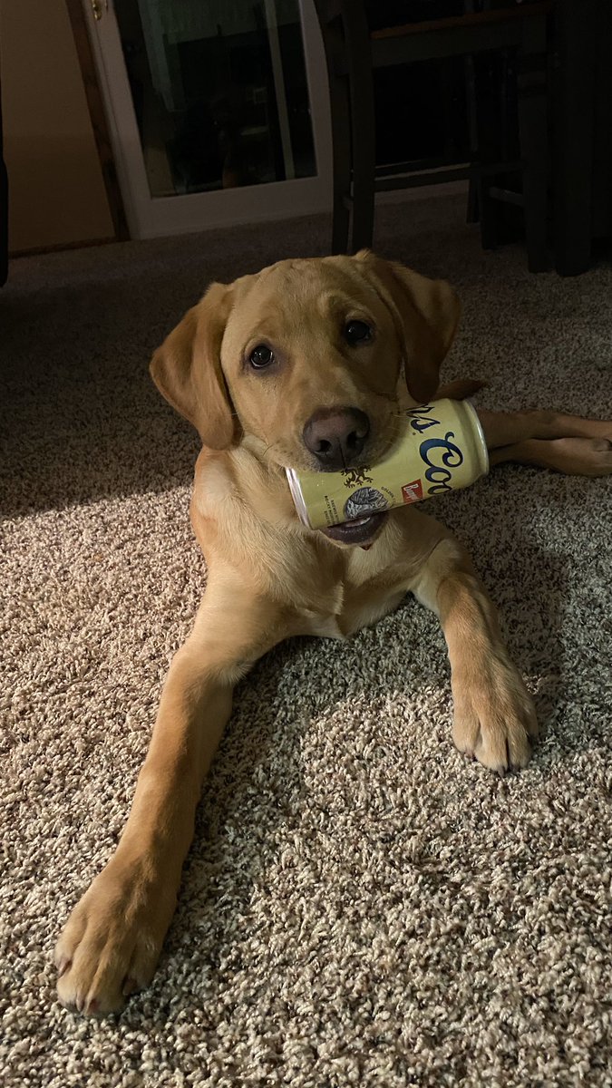 PagelVictoria's tweet photo. @CoorsLight sponsor my dog please. He loves his Coors ❤️ https://t.co/Wnu442QdaQ