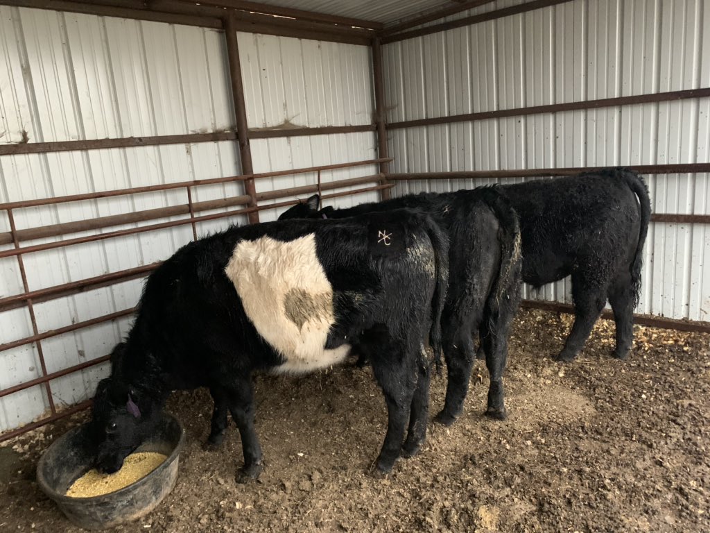 NickellHunter's tweet photo. Drop some names of some good low birth weight bulls. Preferably Angus. I have a couple heifers I can’t decide what to breed to! https://t.co/ar57uLgxvB