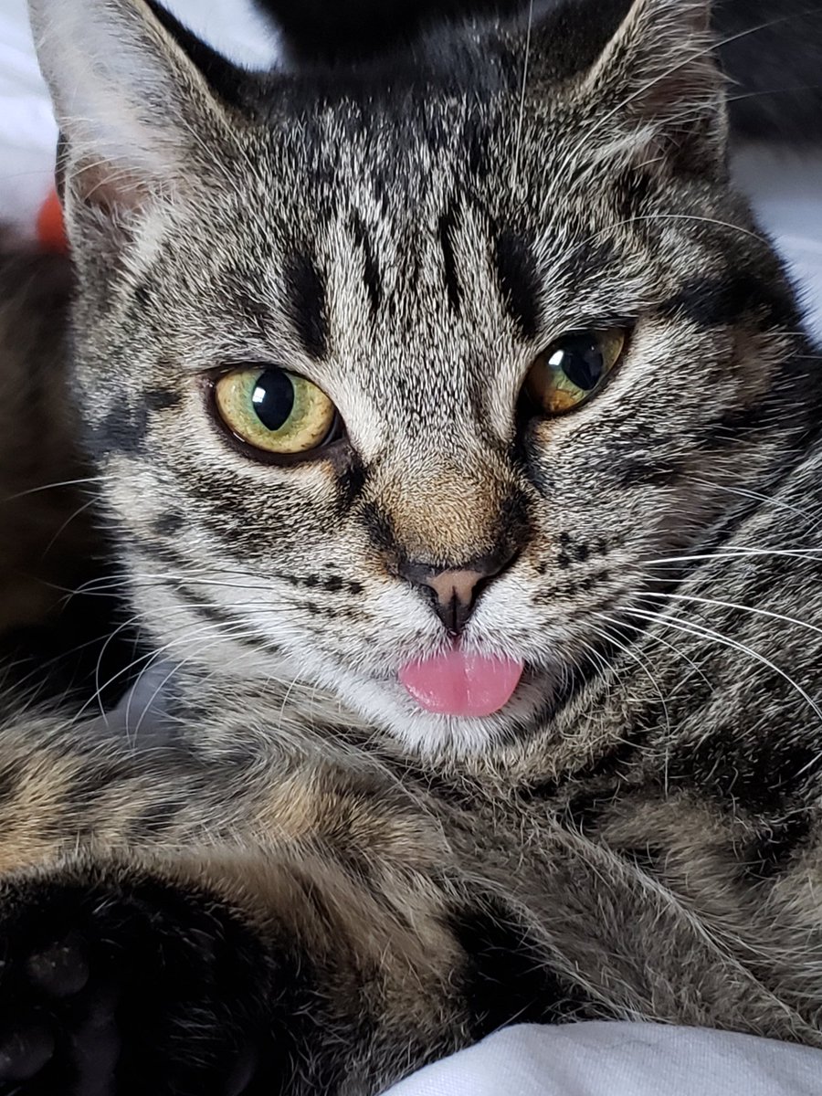 cyjvore's tweet photo. @diorchwe my cat is better https://t.co/FVKF2ZfWAM