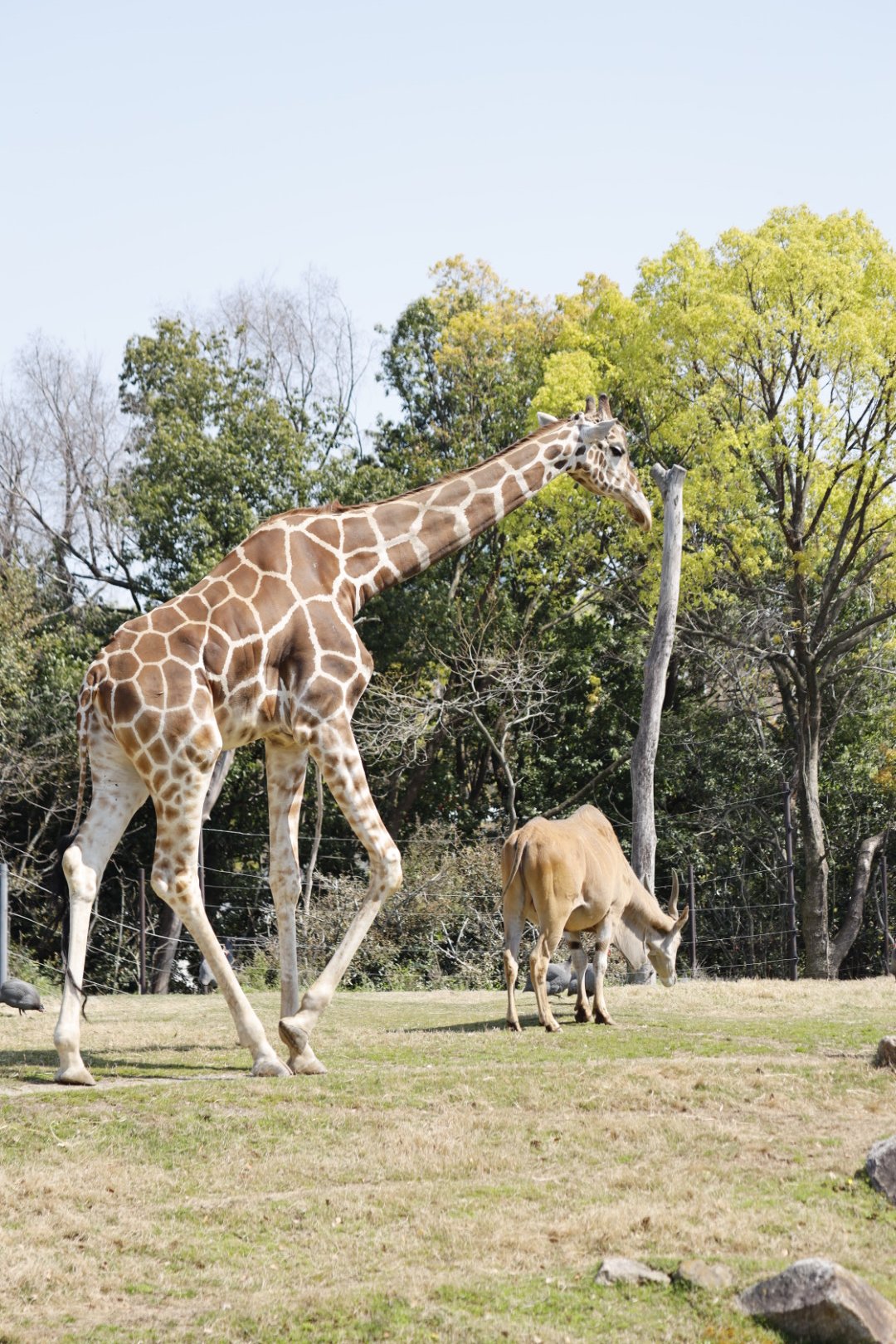 くっしー 昨日の天王寺動物園写真対決より キリン編 これも負けてしまいました 僕はキリンの特徴である長い足を表現したくて全身写真をセレクト でも舌を出したアップ写真に粉砕されました 2枚目選んでおけば良かったかも 天王寺動物園 キリン