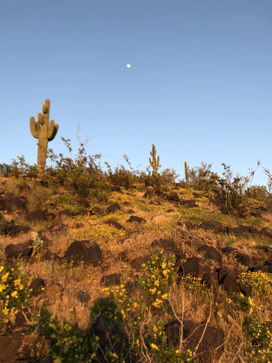 Marce_AZ's tweet photo. 6 #trailmiles ✅ Much needed outdoor time for some mental and physical health -with #SocialDistancing of course! 😊#RunderfulRunners #NAFlagvisor #StartlineRacing https://t.co/8gfYWSmSF2