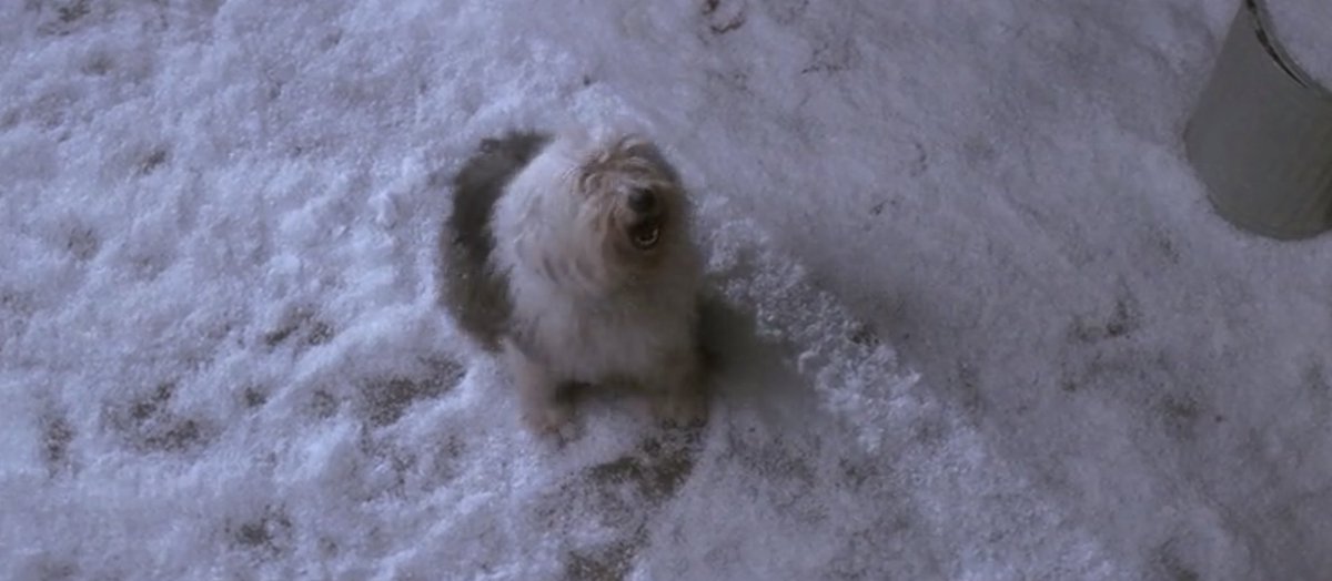 RecentCutbacks's tweet photo. This dog can act. #hookrcb https://t.co/dN23YsyjQn