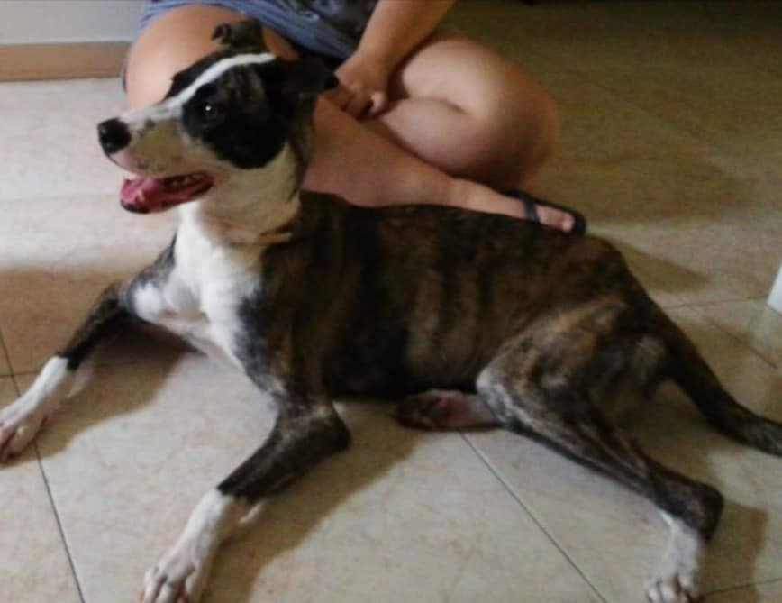 siviaromera1's tweet photo. MADRID
ME HAN VUELTO ABANDONAR
CASO MUY URGENTE MI DUEÑA NO ME QUIERE
Me han encerrado maltratado y gritado además he perdido parte de la lengua
ME LLAMO FEIRA TENGO 1AÑO BUSCO HOGAR URGENTE
Soy cruce de galgo y boxer
Me envian en adopcion
601160696
ponunbichoentuvida@gmail.com https://t.co/OSH5jZz1e9