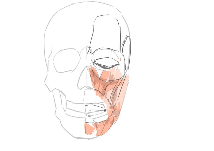 骨と筋肉のtwitterイラスト検索結果 骨と筋肉のtwitterイラスト検索結果