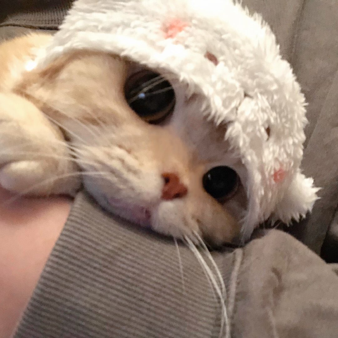 hbnxkwon's tweet photo. ชอบน้องคนนี้มาก อ้วนคับบ น่ารักไม่ไหวแล้ว https://t.co/LY29On5Uek