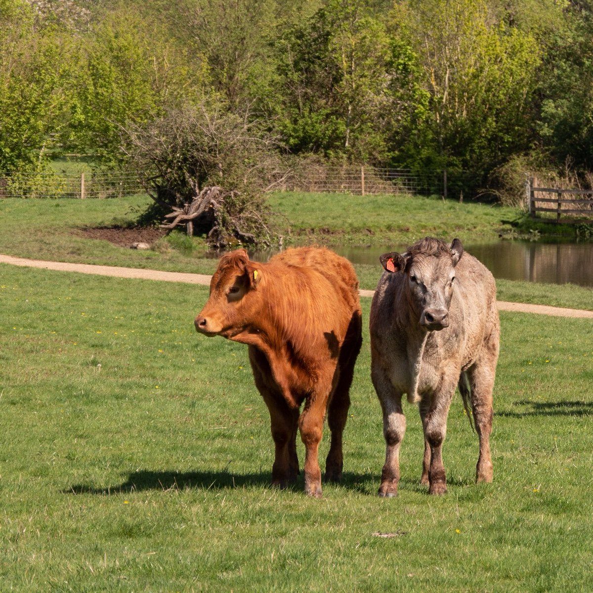 GillPrincePhoto's tweet photo. We had a lovely walk through Ouzel Valley Park in #MiltonKeynes this afternoon 😊 #CentralMK #NotAConcreteJungle #DailyExercise @scenesfromMK @DestinationMK @TheParksTrust @LivinginMK @_MiltonKeynes #LoveMK #UnexpectedMK https://t.co/EpX6q4JlQI