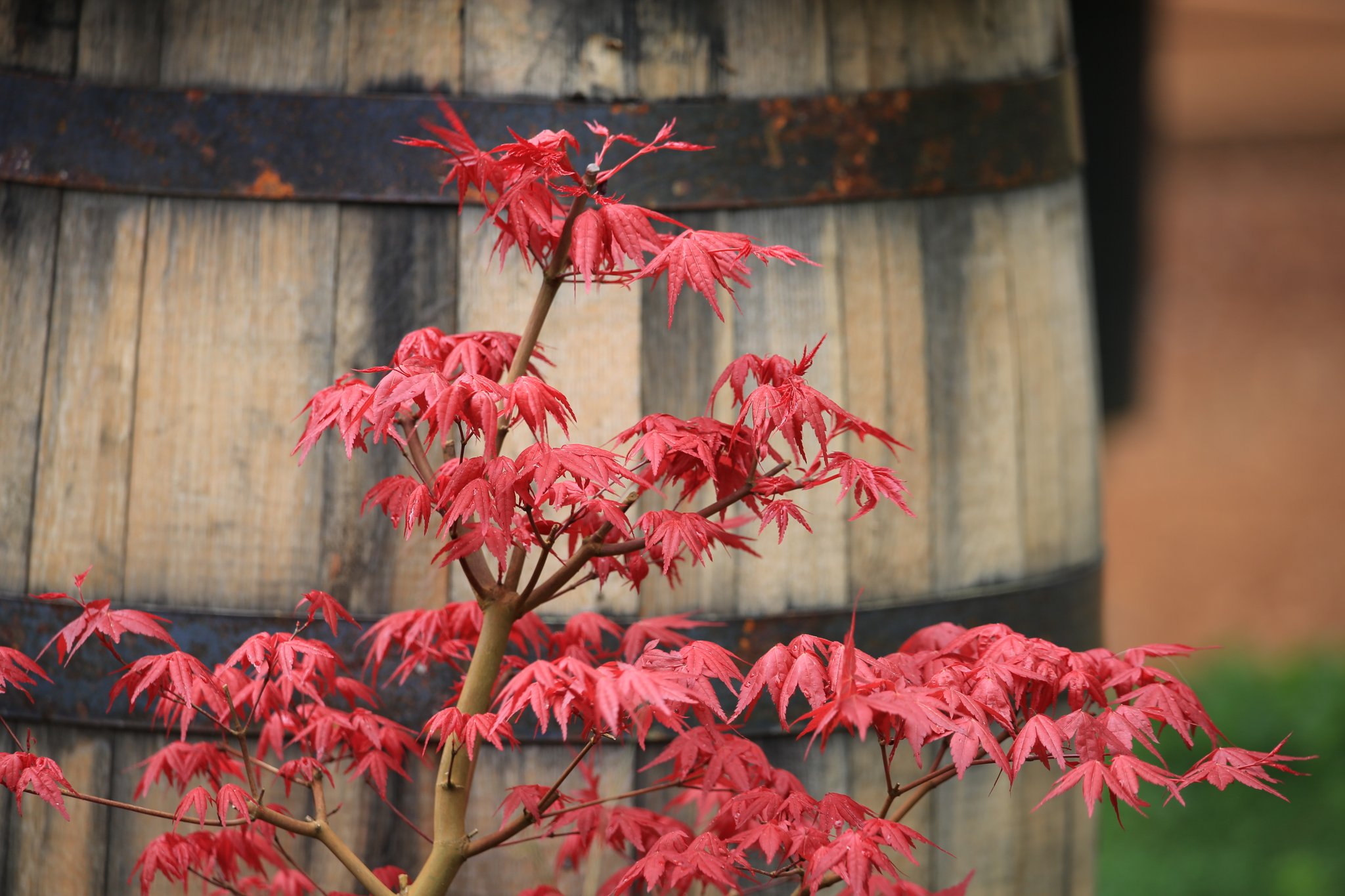 Apple - もみじ Momiji-En Bonsai & Garden (@MomijiEnBonsai) / X