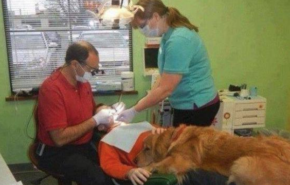 WeLoveDogsUSA's tweet photo. This dentist brings his dog to work to calm his young patients https://t.co/fw0wJUEFJP