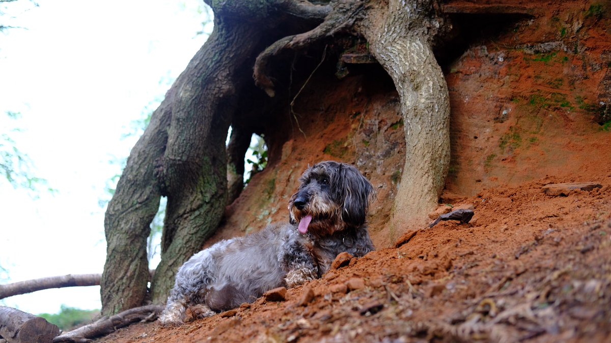 Look how I perfectly mimic the tree trunk 😏 🤩
#AtOneWithNature