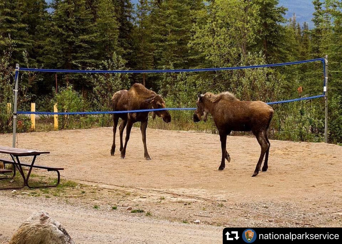 mainemoosetrack's tweet photo. It’s your volley! 🏐🤣 https://t.co/oPTM601JiI
