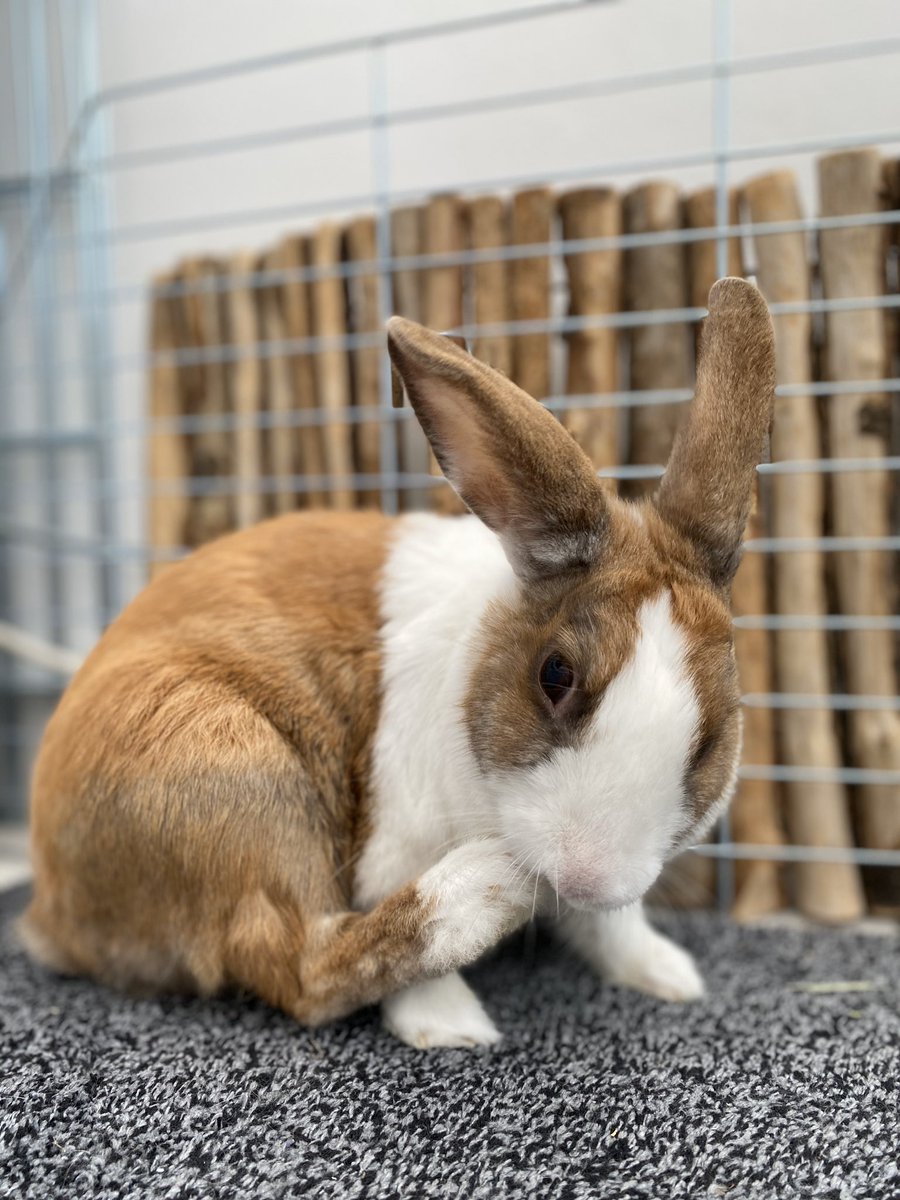 Feeling very grateful and very lucky he made a full recovery! Blessed to have this time with my lovely buns. 🐰🐰🐰❤️