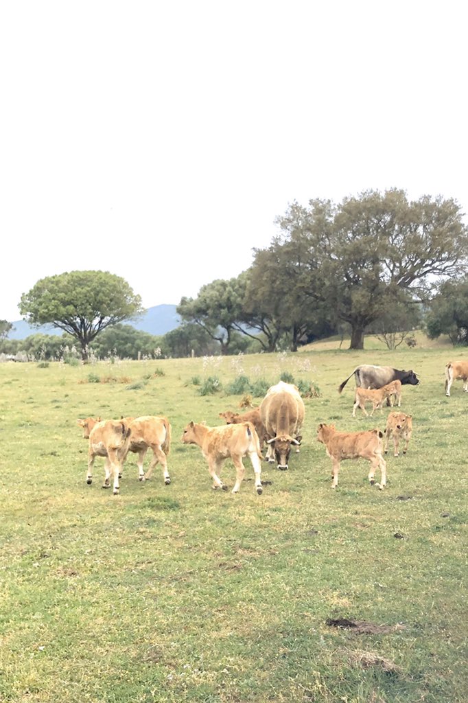#aubracs de nouvelles naissances 💚 #agricultura #eleveur 🍀@julienpedinielli #altarocca
