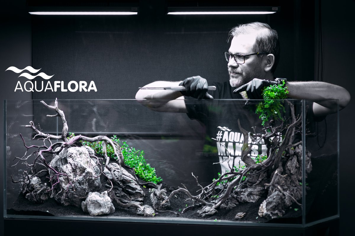 GreenAquaShop's tweet image. This one is for our friend Filipe Oliveira. It looks like an Advertisement with all grey, just keeping the plants green. 😃

Check out our playlist with his videos at Green Aqua:
bit.ly/39J7LmV

#greenaqua #faao #filipeoliveira #aquaflora #aquascaping