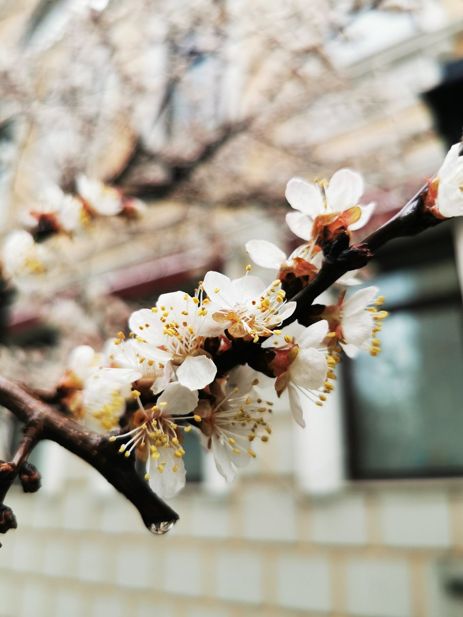 EastKzUK's tweet photo. Bigcitylife, Spring comes to Moscow inspite of quarantine restrictions.. #Russia #Russia #spring2020 #springcomes #QuarantineLife #Moscow #bigcitylife #dayafterday #COVIDー19 #COVID2019 #Москвастобой https://t.co/1EbHXcnPKr