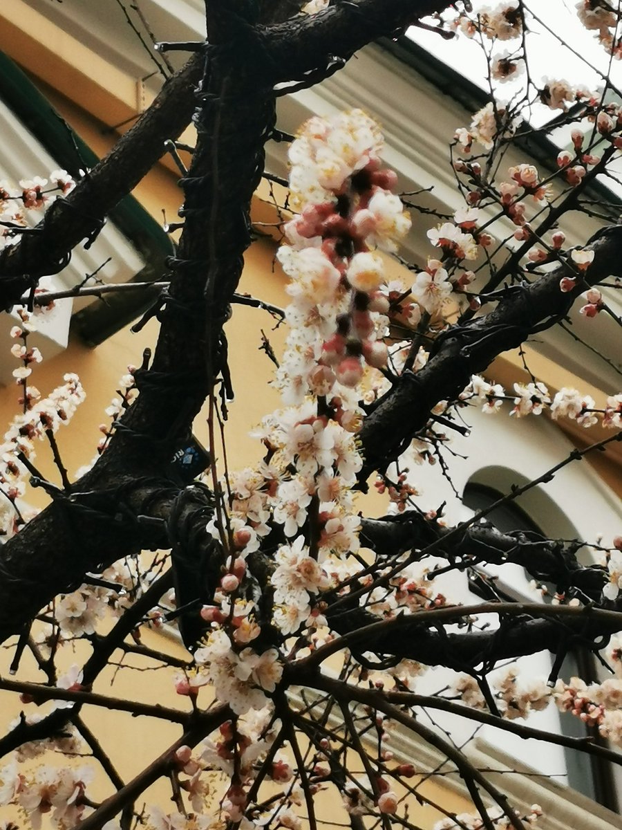 EastKzUK's tweet photo. Bigcitylife, Spring comes to Moscow inspite of quarantine restrictions.. #Russia #Russia #spring2020 #springcomes #QuarantineLife #Moscow #bigcitylife #dayafterday #COVIDー19 #COVID2019 #Москва https://t.co/vAavRLJTiv