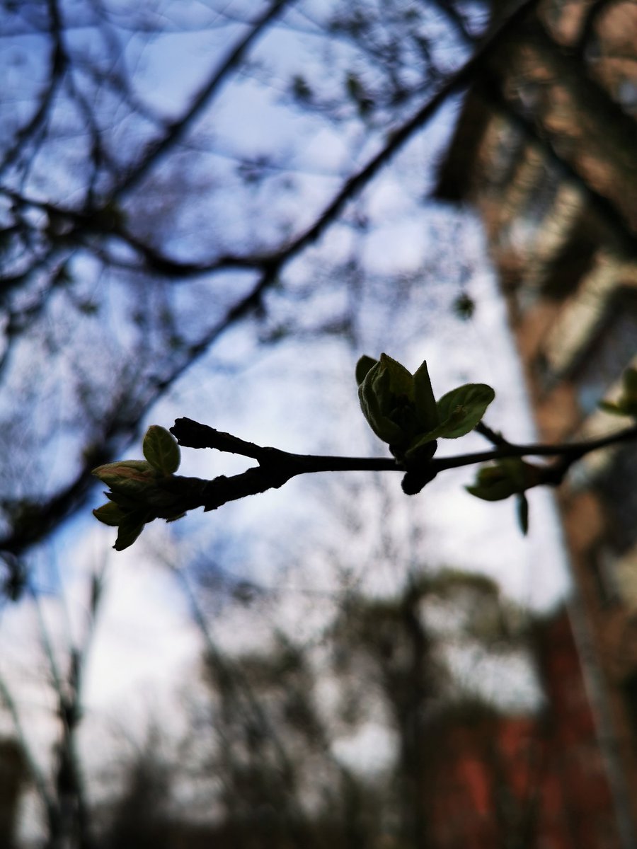 EastKzUK's tweet photo. Bigcitylife, Spring comes to Moscow inspite of quarantine restrictions.. #Russia #Russia #spring2020 #springcomes #QuarantineLife #Moscow #bigcitylife #dayafterday #COVIDー19 #COVID2019 #Москва https://t.co/C7FHC35yN5