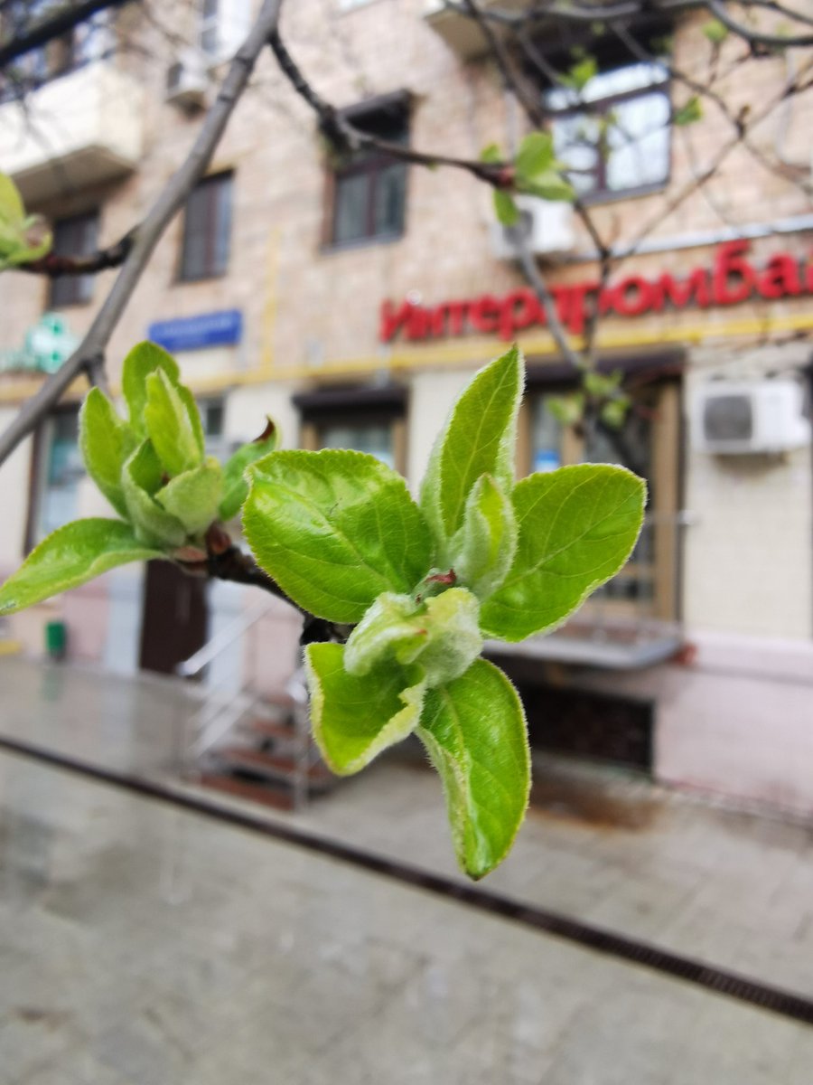 EastKzUK's tweet photo. Bigcitylife, Spring comes to Moscow inspite of quarantine restrictions.. #Russia #Russia #spring2020 #springcomes #QuarantineLife #Moscow #bigcitylife #dayafterday #COVIDー19 #COVID2019 #Москва https://t.co/C7FHC35yN5